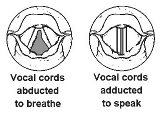 vocal_cords.jpg