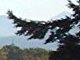 frond