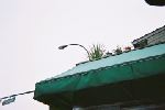 Plants atop the C&T Market